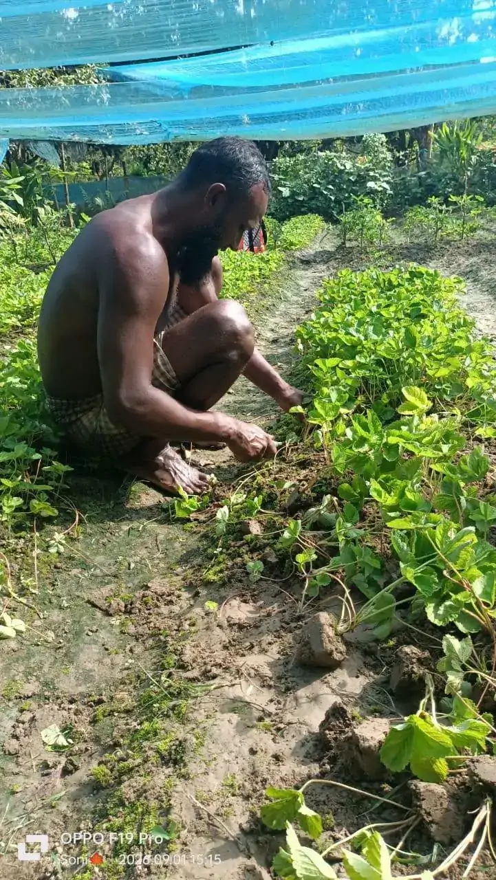 ছাদবাগানে লাগানো স্ট্রবেরি চারা